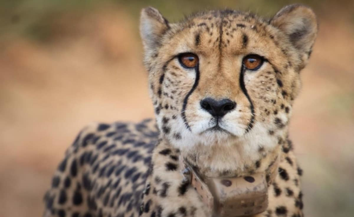 India To Bring 8 Cheetahs From Botswana, 4 Of Them Arriving Next Month
