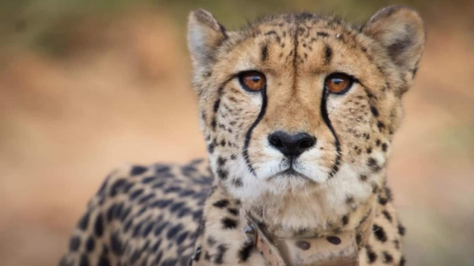 Der Cheetah Conservation Fund sagt, dass Indiens Projekt trotz ...