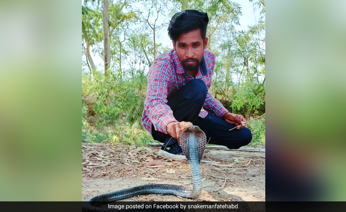 Pawan Jogpal: 5 Points On "Snake Man" From Haryana