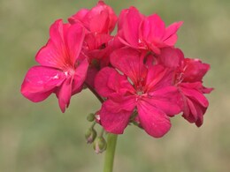 Gardening tips : मानसून में लगाएं ये 5 पौधे, फूलों से खिल और महक उठेगी आपकी बगिया Gardening tips : मानसून में लगाएं ये 5 पौधे, फूलों से खिल और महक उठेगी आपकी बगिया