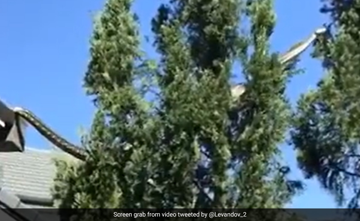 Watch: 16-Foot Python Slithers Across Home's Roof In Australia, Stuns People In Locality