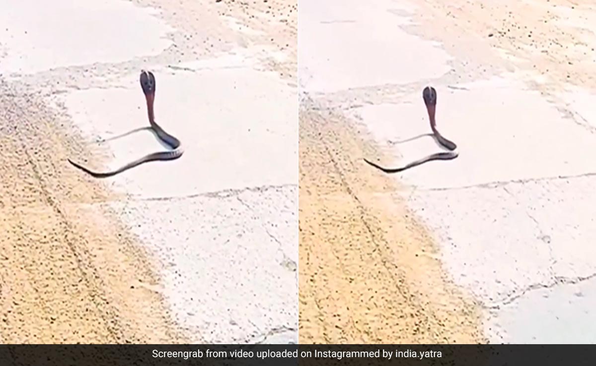 बीच सड़क से गुज़र रहा था कोबरा, बगल से निकली बाइक, अटैक करने के लिए फन फैलाकर हवा में उछला सांप और फिर...