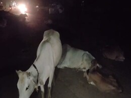 कटनी : हाइवे पर गायों के झुंड से लगातार हो रहे हैं एक्सीडेंट कटनी : हाइवे पर गायों के झुंड से लगातार हो रहे हैं एक्सीडेंट