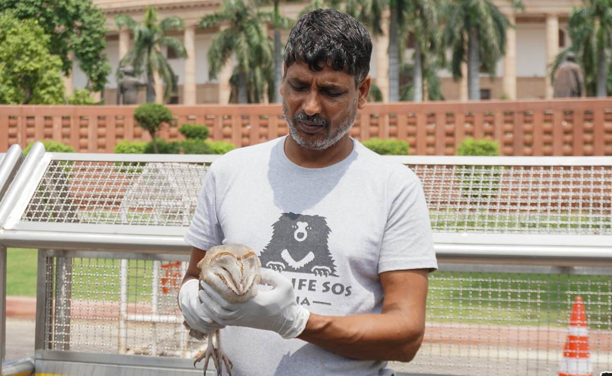Injured Owl Rescued From Parliament