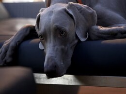 US Man Books 3 Plane Seats To Fly His Dog, Leaves Passengers "Gobsmacked" US Man Books 3 Plane Seats To Fly His Dog, Leaves Passengers "Gobsmacked"