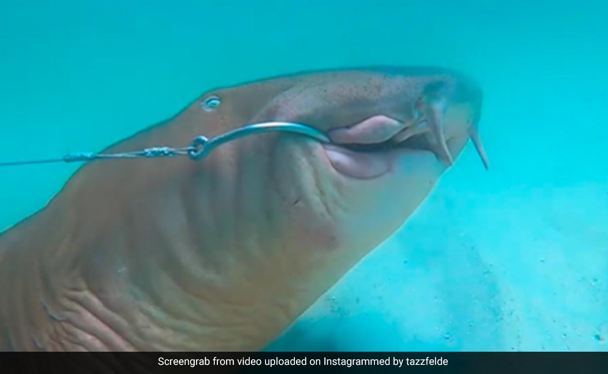 Watch: US Scuba Diver Rescues Shark Entangled In Fishing Hook, Daring Act Goes Viral