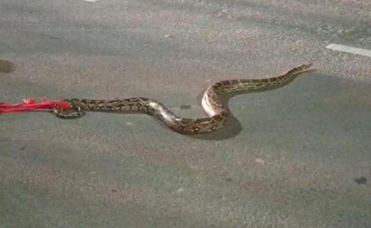 जबलपुर : अजगर की वजह से NH-7 हुआ जाम, जंगली जानवरों से परेशान हैं लोग