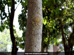 दूध में इस पेड़ की छाल मिलाकर पीने से हार्ट, डायबिटीज और स्किन प्रॉब्लम से मिलेगी राहत दूध में इस पेड़ की छाल मिलाकर पीने से हार्ट, डायबिटीज और स्किन प्रॉब्लम से मिलेगी राहत