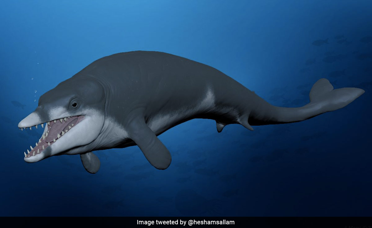 New Species Of Miniature Whale, Named After Ancient Egypt King, Discovered