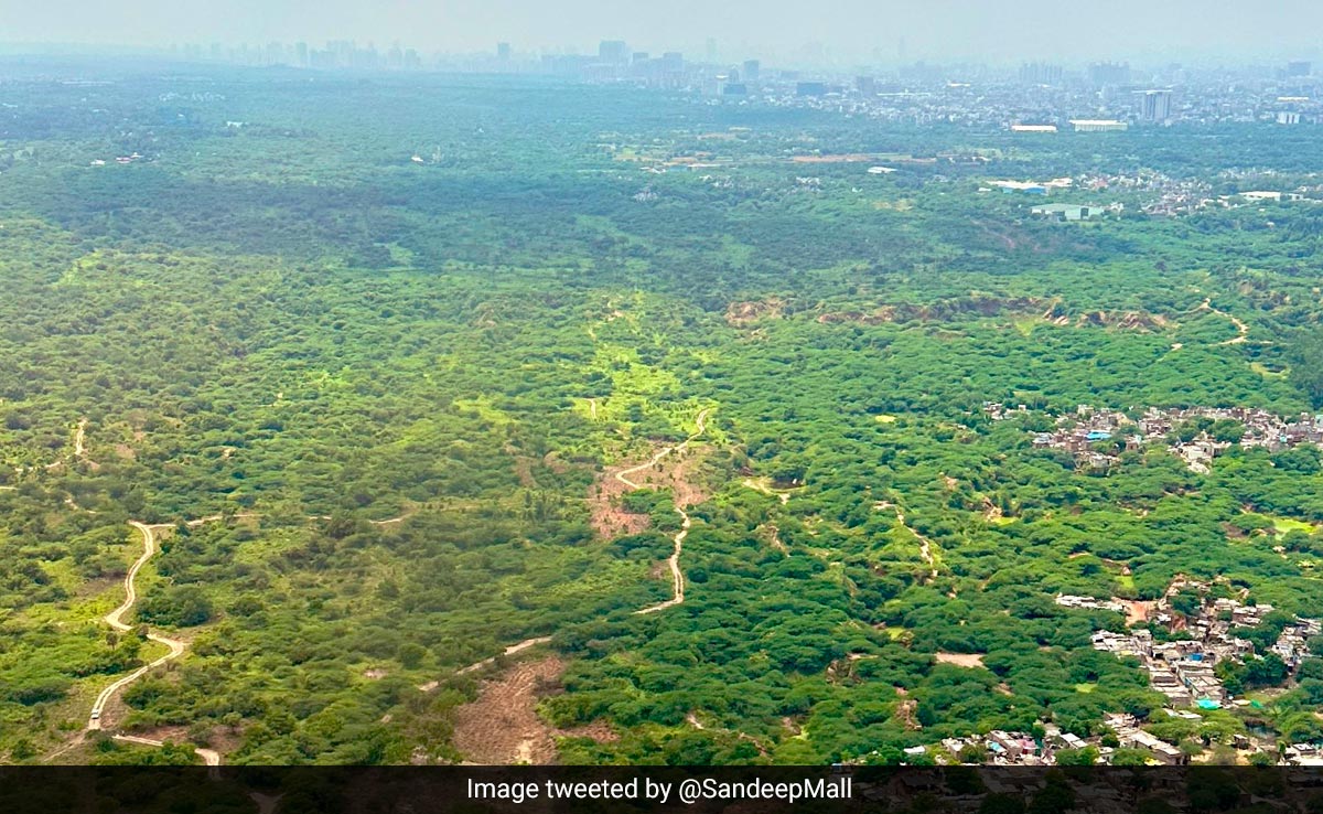 Over 100 Hectares Of Forest Land Diverted For Development Work In Delhi In 15 Years, Data Shows