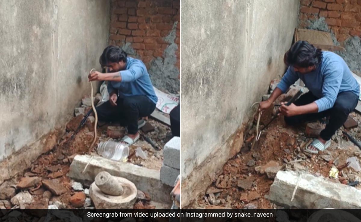 दीवार में छिपा था किंग कोबरा, निकालने लगा शख्स, तो फन फैलाकर कर दिया अटैक, फिर हुआ कुछ ऐसा...