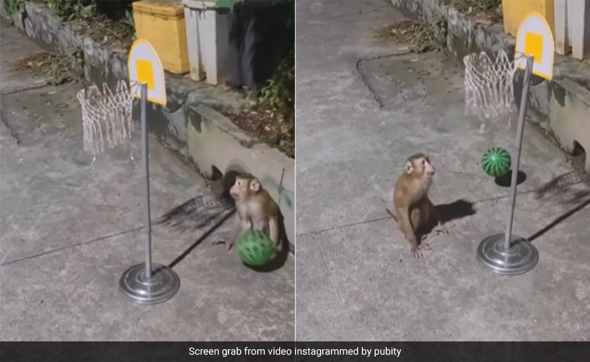 तरबूज़ से बॉस्केटबॉल खेलते बंदर का मज़ेदार Video कर देगा हैरान, देखकर आप भी कहेंगे धाकड़ प्लेयर...