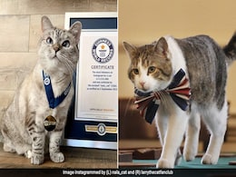 From A Guinness World Record Winner To Title Holder At 10 Downing Street, 7 Of The World's Most Famous Cats From A Guinness World Record Winner To Title Holder At 10 Downing Street, 7 Of The World's Most Famous Cats