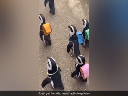 पीठ पर बैग लटकाए चला जा रहा था पेंगुइन का झुंड, मनमोहक Video देख चेहरे पर आ जाएगी स्माइल पीठ पर बैग लटकाए चला जा रहा था पेंगुइन का झुंड, मनमोहक Video देख चेहरे पर आ जाएगी स्माइल