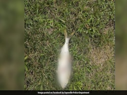Fish Mysteriously Falls From The Sky, Causes Power Outage In US Town Fish Mysteriously Falls From The Sky, Causes Power Outage In US Town