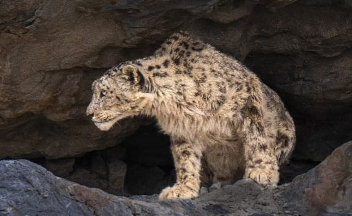 1st Scientific Exercise Finds 718 Snow Leopards In India, Highest In Ladakh