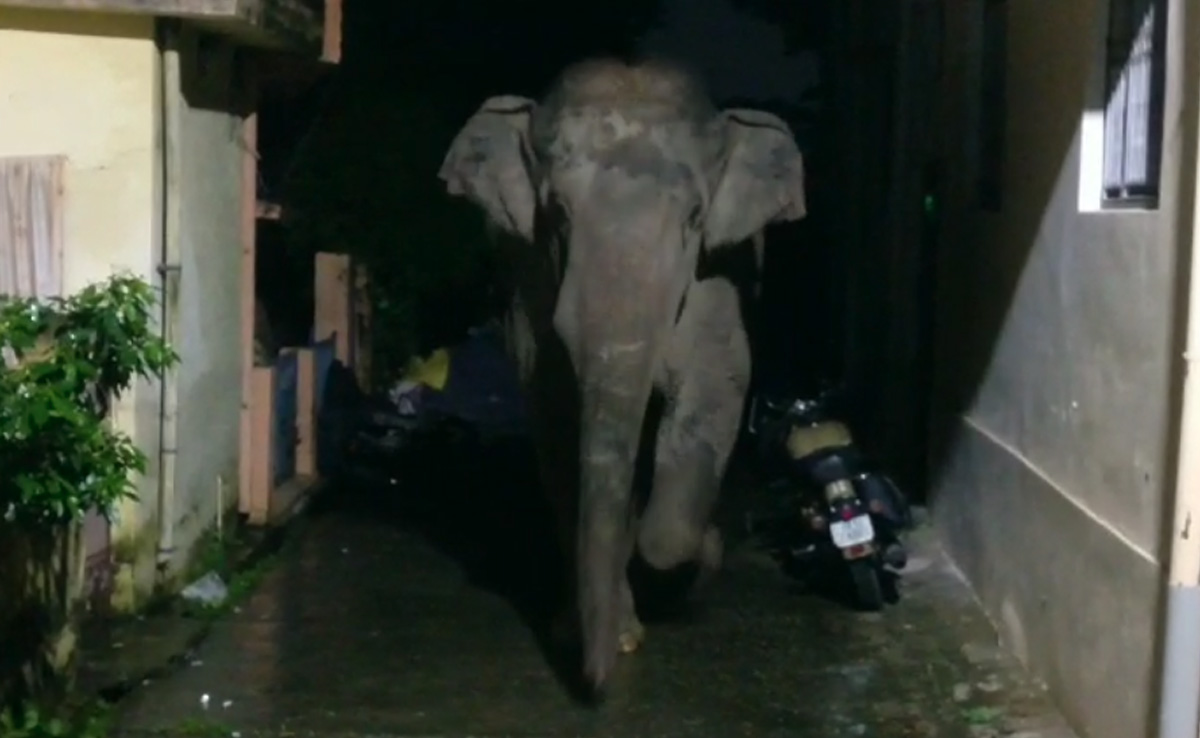 Watch: Panic After Elephant Spotted Roaming In Residential Area In Rishikesh