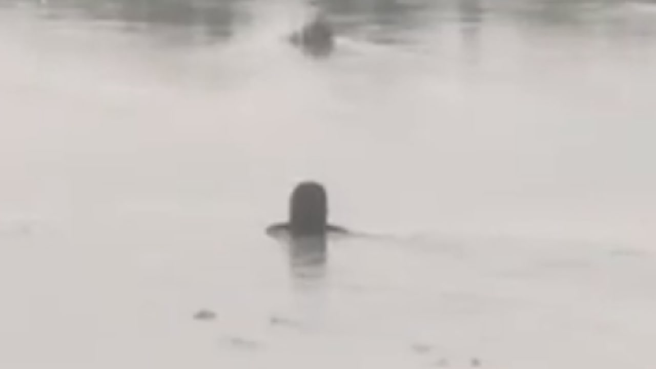 MP: Raigarh में Kelo नदी में अचानक दिखा शिवलिंग !, जुटी भारी भीड़, Video Viral