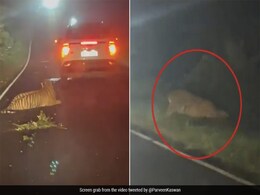 तेज रफ्तार वाहन की चपेट में आकर बुरी तरह जख्मी हुआ टाइगर, IFS अधिकारी ने वीडियो शेयर कर कही ये बात तेज रफ्तार वाहन की चपेट में आकर बुरी तरह जख्मी हुआ टाइगर, IFS अधिकारी ने वीडियो शेयर कर कही ये बात