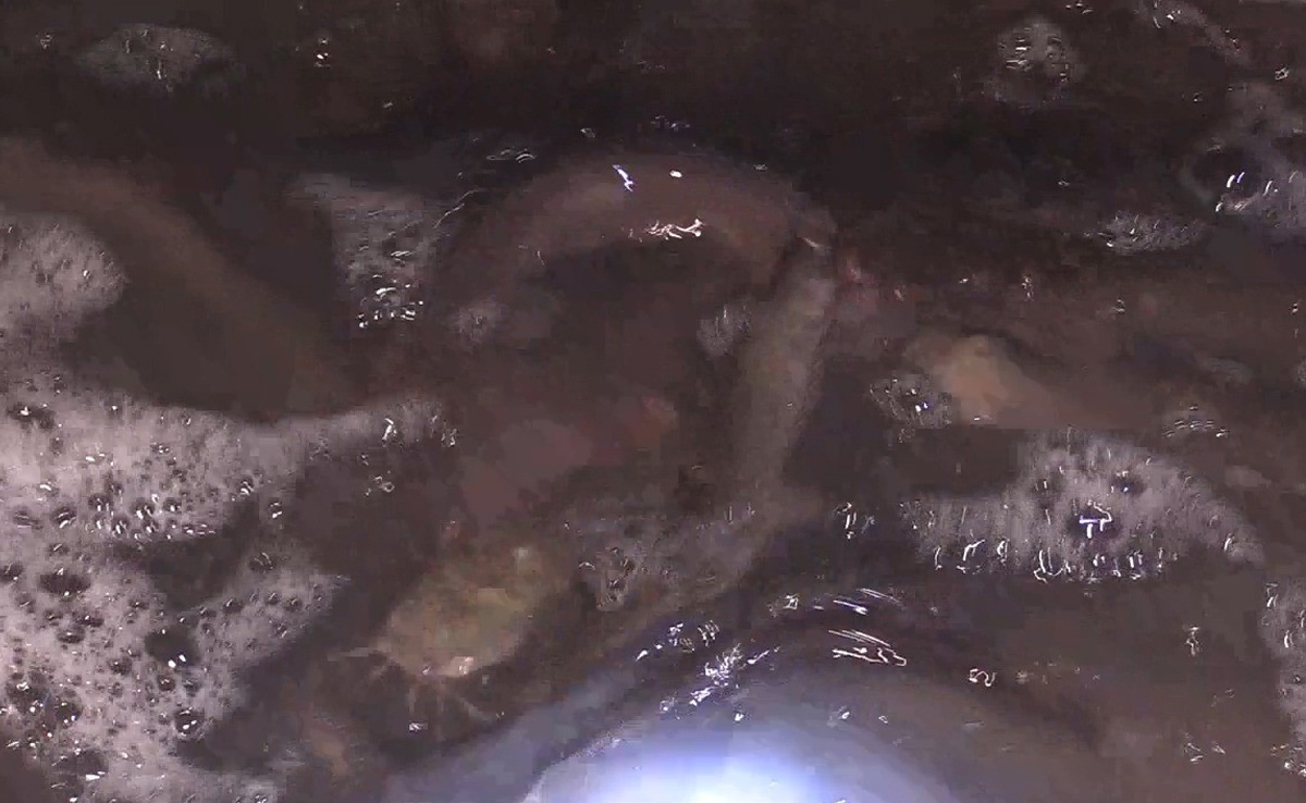 कोंडागांव तस्करी कर ले जाई जा रही 5 लाख की प्रतिबंधित थाई मांगुर मछली जब्त