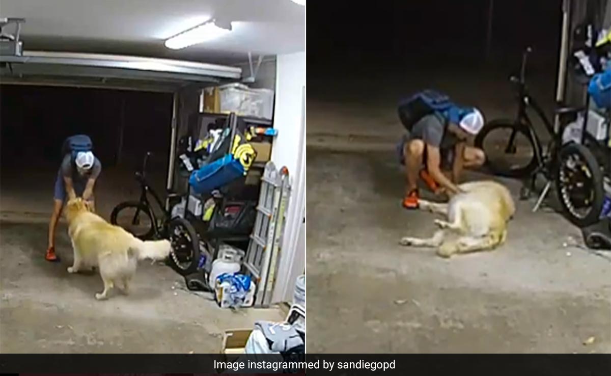Watch: Thief Stops To Play With Golden Retriever Before Stealing Bicycle Worth $1300
