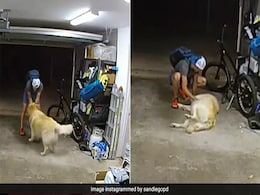 Watch: Thief Stops To Play With Golden Retriever Before Stealing Bicycle Worth $1300 Watch: Thief Stops To Play With Golden Retriever Before Stealing Bicycle Worth $1300