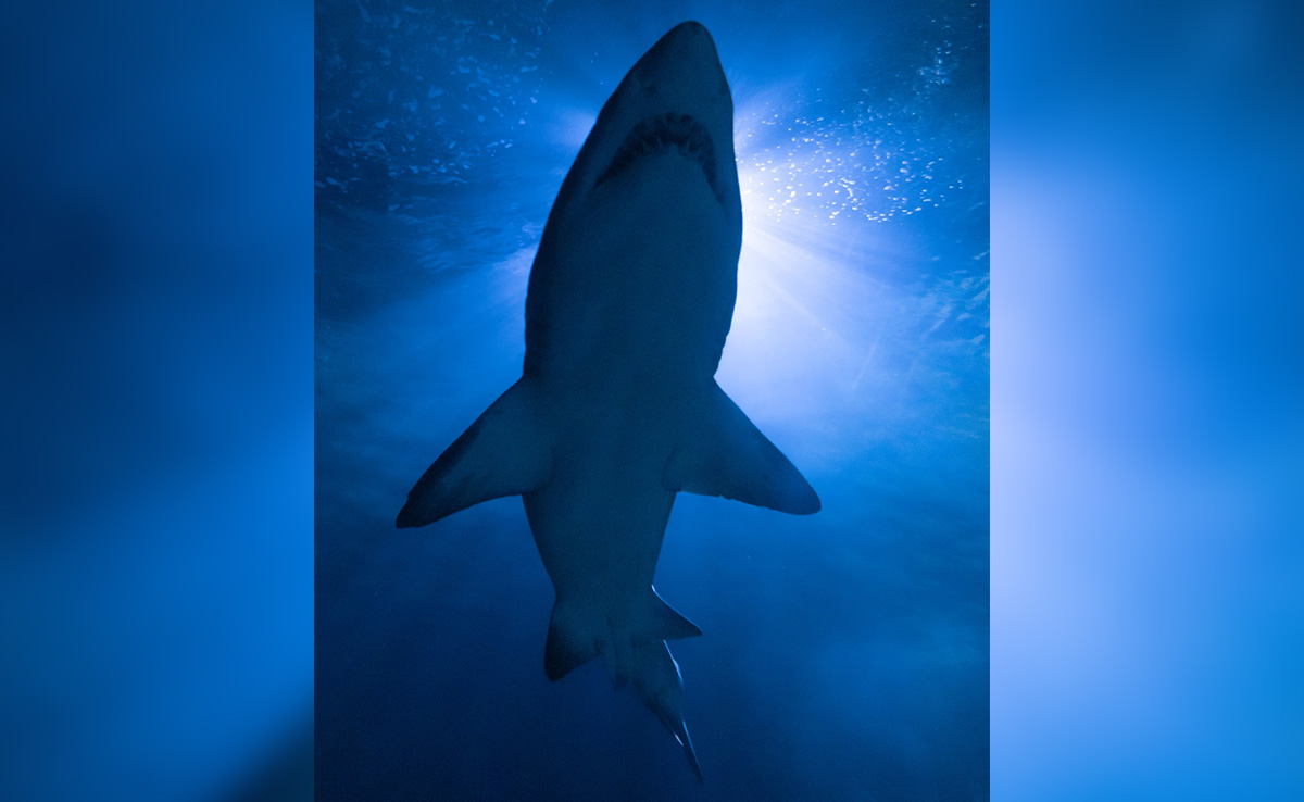Blue Shark Attacks Swimmer, Bites His Foot At Spanish Beach