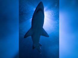 "Shark Had His..." Says Witness, Search On For Surfer's Body: Australia "Shark Had His..." Says Witness, Search On For Surfer's Body: Australia