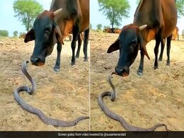 किंग कोबरा फन फैलाए बैठा था, पास खड़ी गाय ने फिर जो किया, उड़ जाएंगे होश, IFS ने कहा- बयां करना मुश्किल... किंग कोबरा फन फैलाए बैठा था, पास खड़ी गाय ने फिर जो किया, उड़ जाएंगे होश, IFS ने कहा- बयां करना मुश्किल...