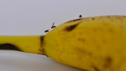 Big Finding On Fruit Flies Could be Key to Human Longevity: Study