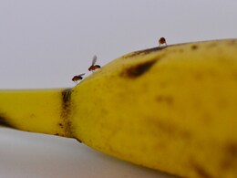 Big Finding On Fruit Flies Could be Key to Human Longevity: Study Big Finding On Fruit Flies Could be Key to Human Longevity: Study