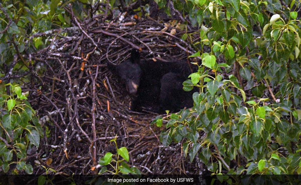 चील के घोंसले पर कब्ज़ा कर उसके अंदर बड़े आराम से सो रहा था भालू, शोधकर्ताओं ने बताई ये बड़ी वजह