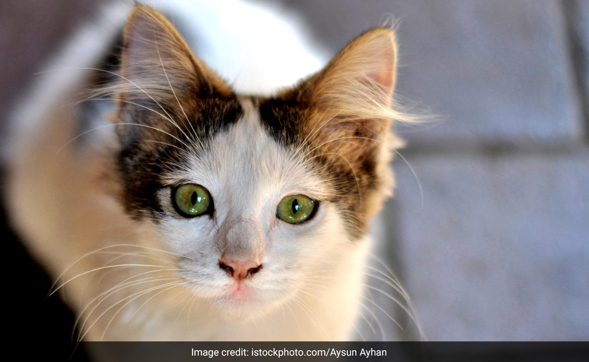Top China University Rejects ''Gifted'' Student After Videos Of Him Abusing Cats Surface Online