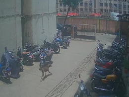 VIDEO : मुंबई के मालवणी में कुत्ते के ऊपर एसिड फेंकने वाली महिला गिरफ्तार VIDEO : मुंबई के मालवणी में कुत्ते के ऊपर एसिड फेंकने वाली महिला गिरफ्तार