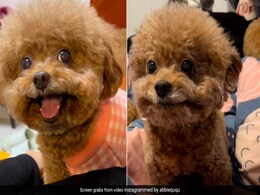 दुनिया के सबसे ज्यादा खुश रहने वाले डॉगी, इनकी प्यारी मुस्कान ने जीता दिल, नज़रें नहीं हटा पाएंगे आप दुनिया के सबसे ज्यादा खुश रहने वाले डॉगी, इनकी प्यारी मुस्कान ने जीता दिल, नज़रें नहीं हटा पाएंगे आप