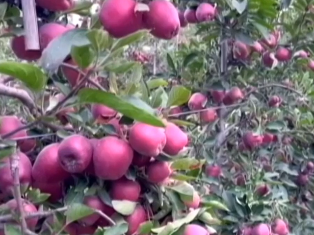 कश्मीर और HP के सेब किसानों के सामने दोहरी चुनौती,मौसम की मार और विदेशी सेब की चुनौती