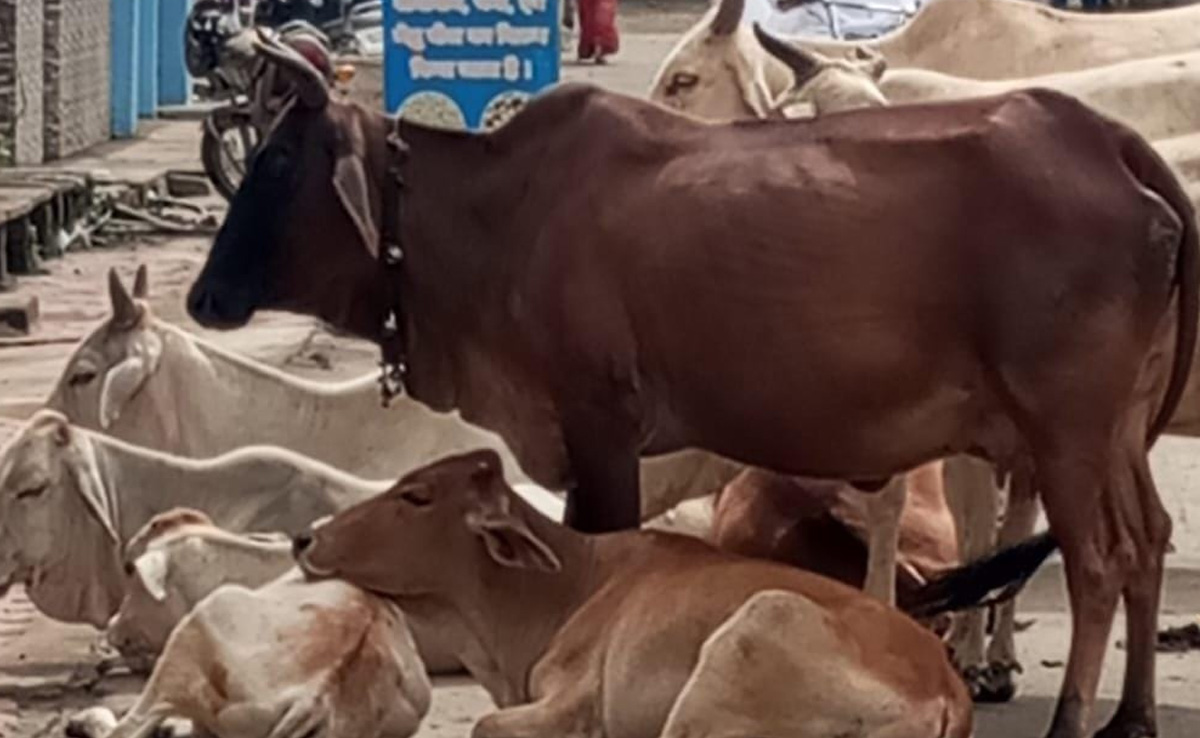 आवारा पशुओं पर नियंत्रण को लेकर सरकार सख्त, गठित होगी मॉनिटरिंग कमेटी&nbsp;