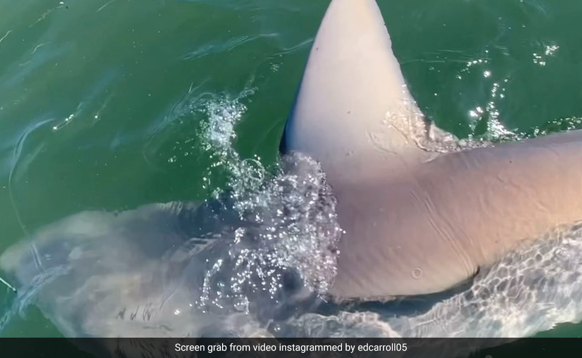 Watch: US Fisherman Catches A Shark While Fishing On His Paddleboard