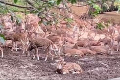 दिल्ली का 63 साल पुराना डियर पार्क अब सिर्फ पार्क रह जाएगा दिल्ली का 63 साल पुराना डियर पार्क अब सिर्फ पार्क रह जाएगा