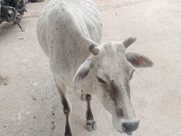 लंपी वायरस से जानवर परेशान : पालतू गायों के लिए वैक्सिनेशन, अवारा गोवंशों को अभी भी इंतजार! लंपी वायरस से जानवर परेशान : पालतू गायों के लिए वैक्सिनेशन, अवारा गोवंशों को अभी भी इंतजार!