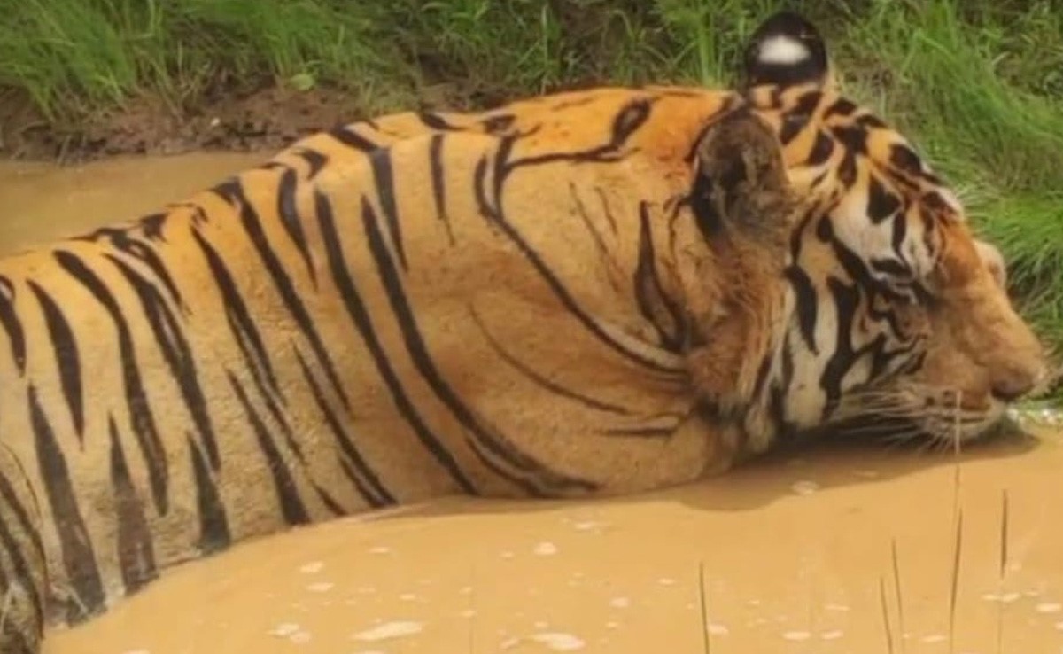 पन्ना में सड़क पर बेफिक्र घूमता दिखा बाघ, टूरिस्टों के कैमरे में कैद हुआ शानदार नजारा