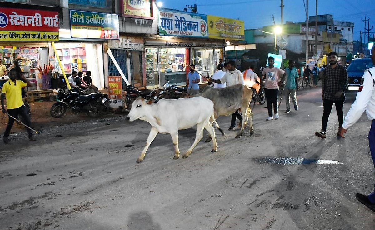 बालोद : सड़क पर मिले जानवर तो पशु मालिकों पर लगेगा 500 का जुर्माना