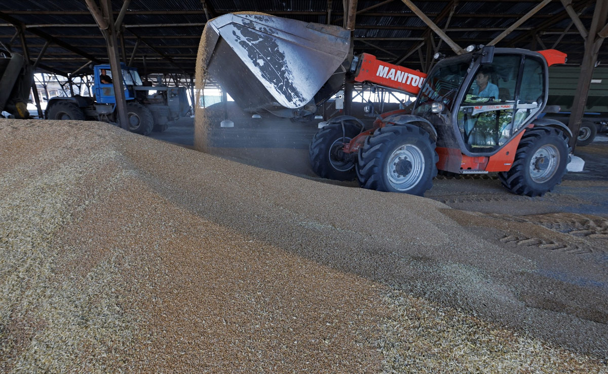 India May Cut Wheat Import Tax To Boost Supply, Check Prices: Report