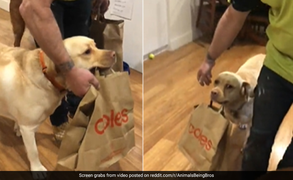 मालिक की मदद करने के लिए सामान से भरा थैला उठाकर ले जा रहा था कुत्ता, Video दिल जीत लेगा