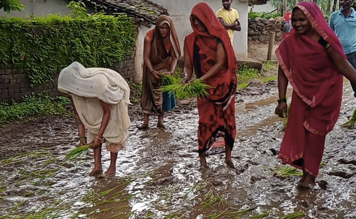 विरोध का अनोखा तरीका : कीचड़ से भरी सड़क पर ग्रामीणों ने रोप दिए धान