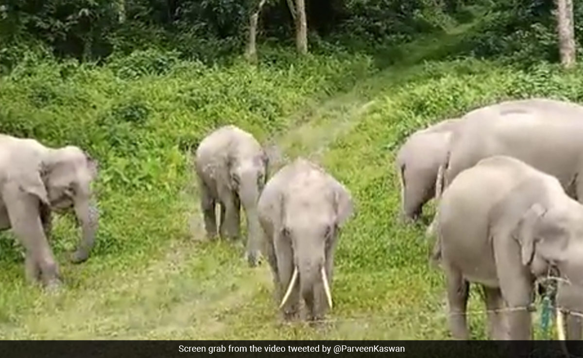 ''The Family...'': Forest Officer Shares Video Of Herd Of Elephants Grazing Together