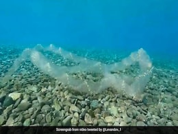 दिखने में लगता है सांप, लेकिन समंदर के किसी रहस्य से कम नहीं है ये जीव दिखने में लगता है सांप, लेकिन समंदर के किसी रहस्य से कम नहीं है ये जीव