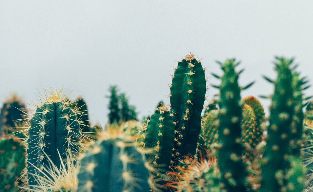 Couple In China Keep 1000 Cactus Plants At Home, Spend Rs 2 Crore On It