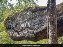 जिसे आप विशाल सांप समझ रहे हैं, उसकी हकीकत कुछ और है, सच्चाई जानकर हैरान हो जाएंगे जिसे आप विशाल सांप समझ रहे हैं, उसकी हकीकत कुछ और है, सच्चाई जानकर हैरान हो जाएंगे