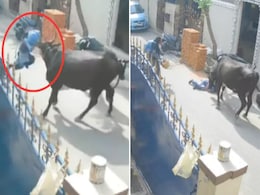 'जाको राखे साइयां मार सके ना कोई' स्कूल से लौट रही बच्ची पर गाय का जानलेवा हमला, दिल दहला देगा वीडियो 'जाको राखे साइयां मार सके ना कोई' स्कूल से लौट रही बच्ची पर गाय का जानलेवा हमला, दिल दहला देगा वीडियो